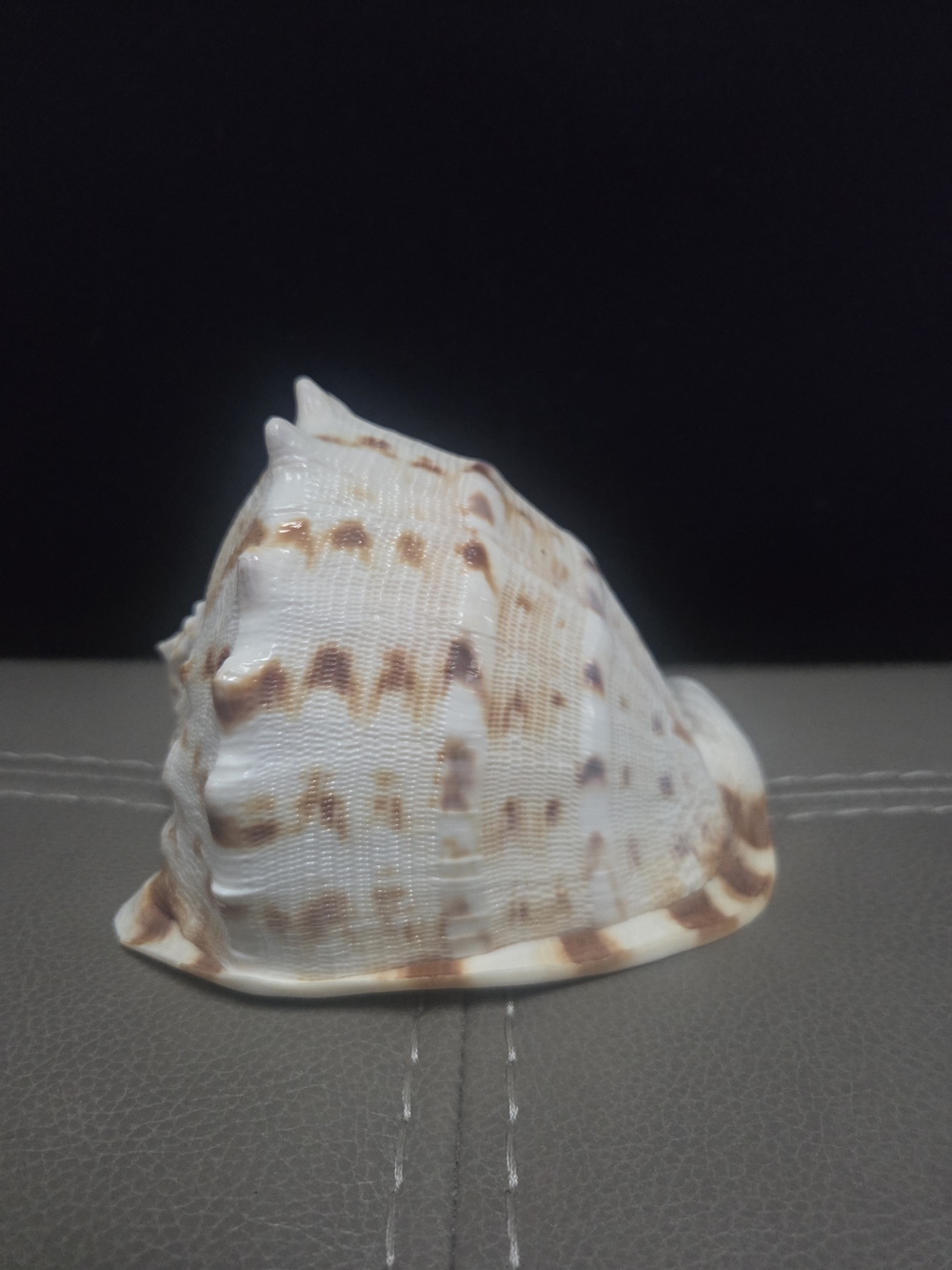 Beautiful Cassis Cornuta Shell 5” Stunning Sea Shell ~ Bin R - Picture 3 of 11
